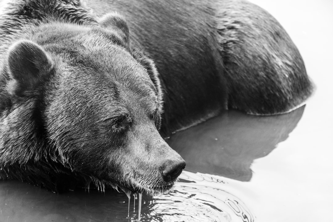 The Bear Case Remains Strong—but It Isn’t the Only Case