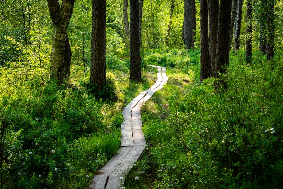 Investor Sentiment and the Path Forward