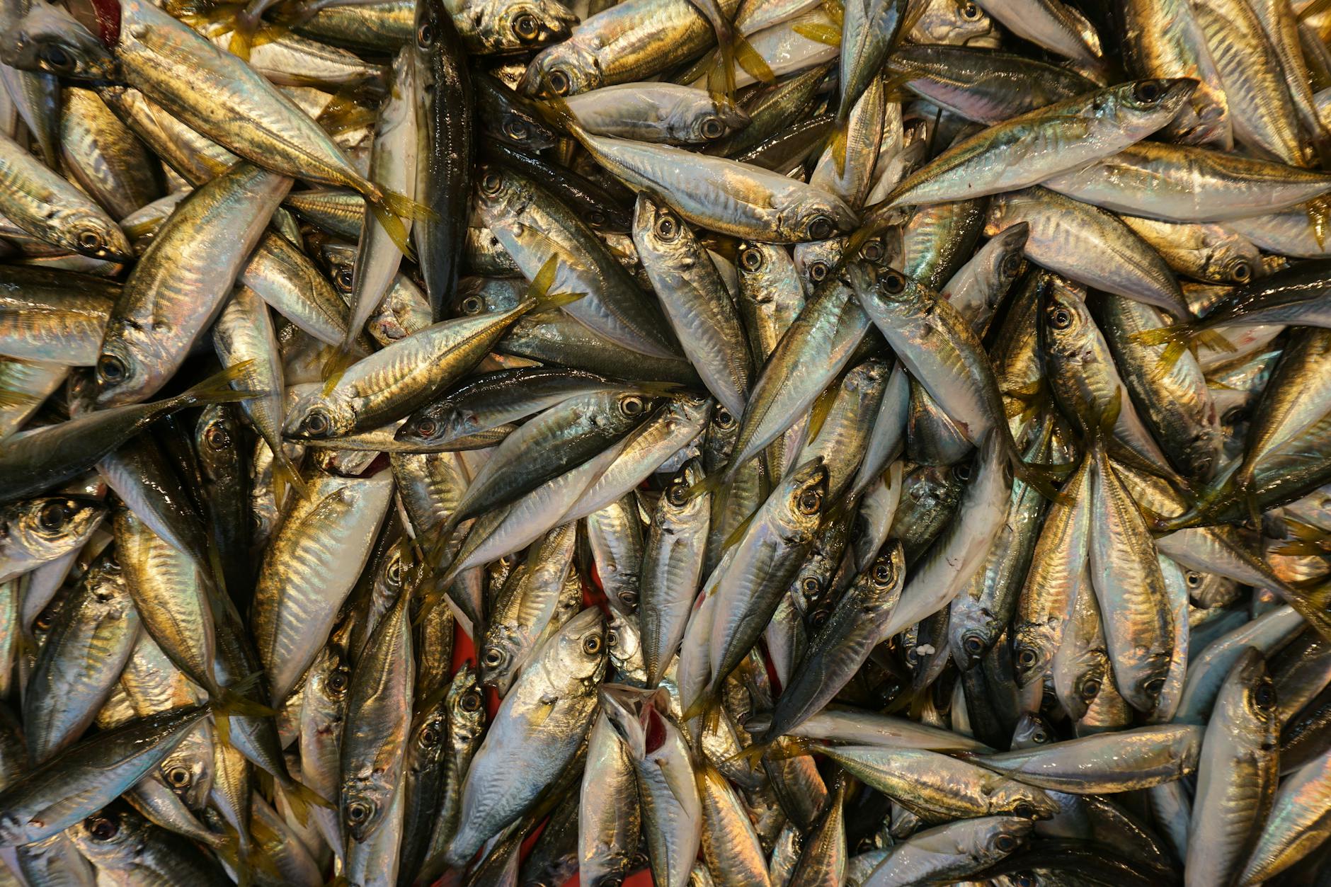 How to Take Advantage of Catch-Up Contributions at 50