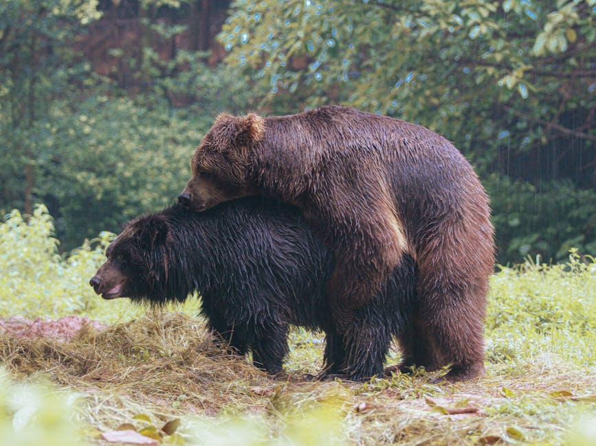Where The Bear Case Stands: Why The Downward Move Was Warranted