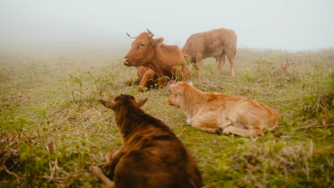 Analyst Perspectives: Bulls, Bears and Everything In Between