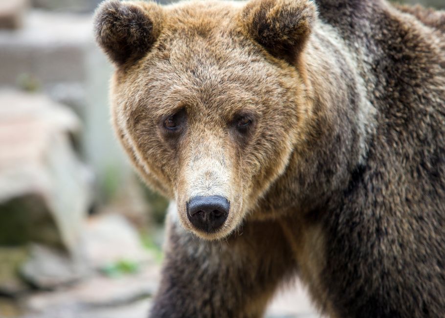 The Bear Case: A Slower Or Reversed Macro Path