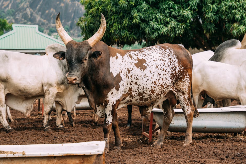 The bull case: Why some analysts see a path to mercadolibre stock headed $2,800?