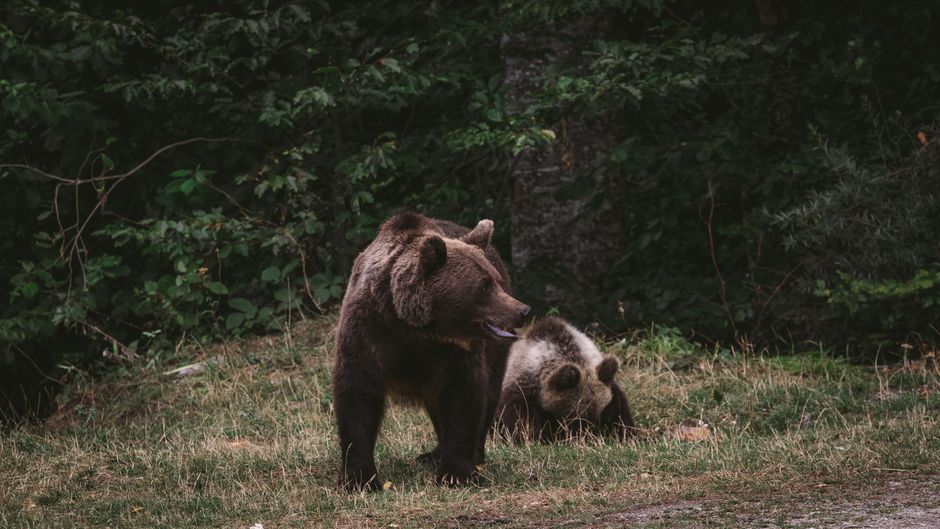 The Bear Case and Key Risks