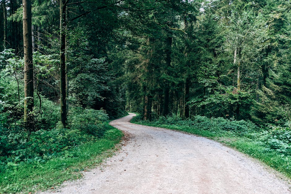 Investor Sentiment and The Path Forward