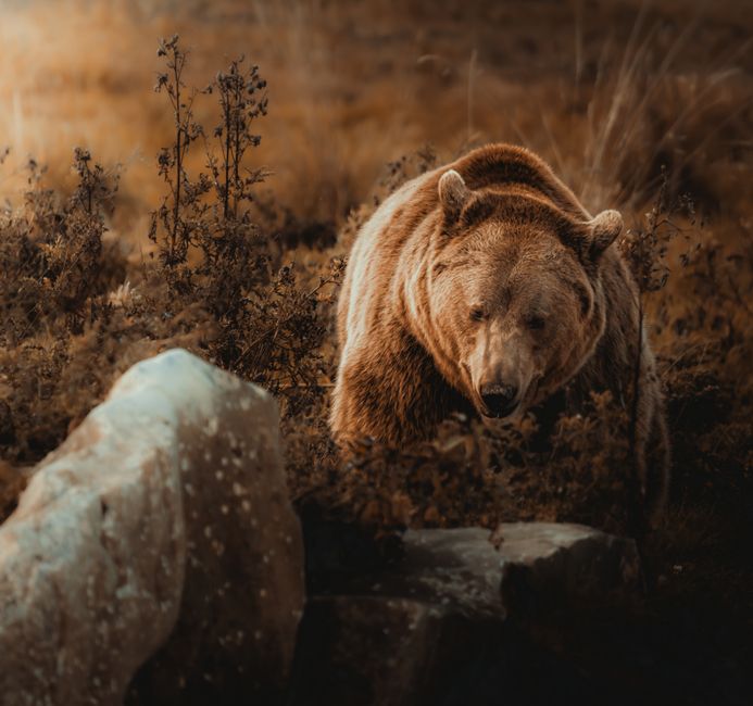 Valuation and the Bear vs. Bull Case