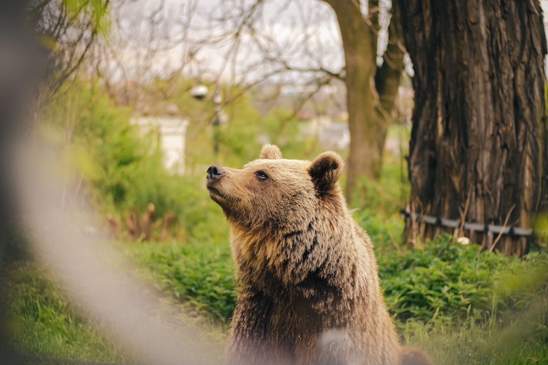Bulls vs. Bears: The 30-Day Debate
