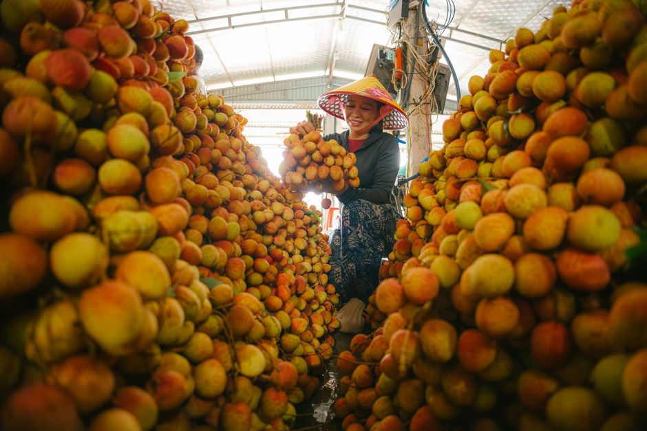 A Closer Look: Mission Produce (AVO) 2026 Q2 — A Scenario-Based View
