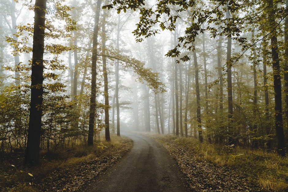 Investor Sentiment and the Path Forward
