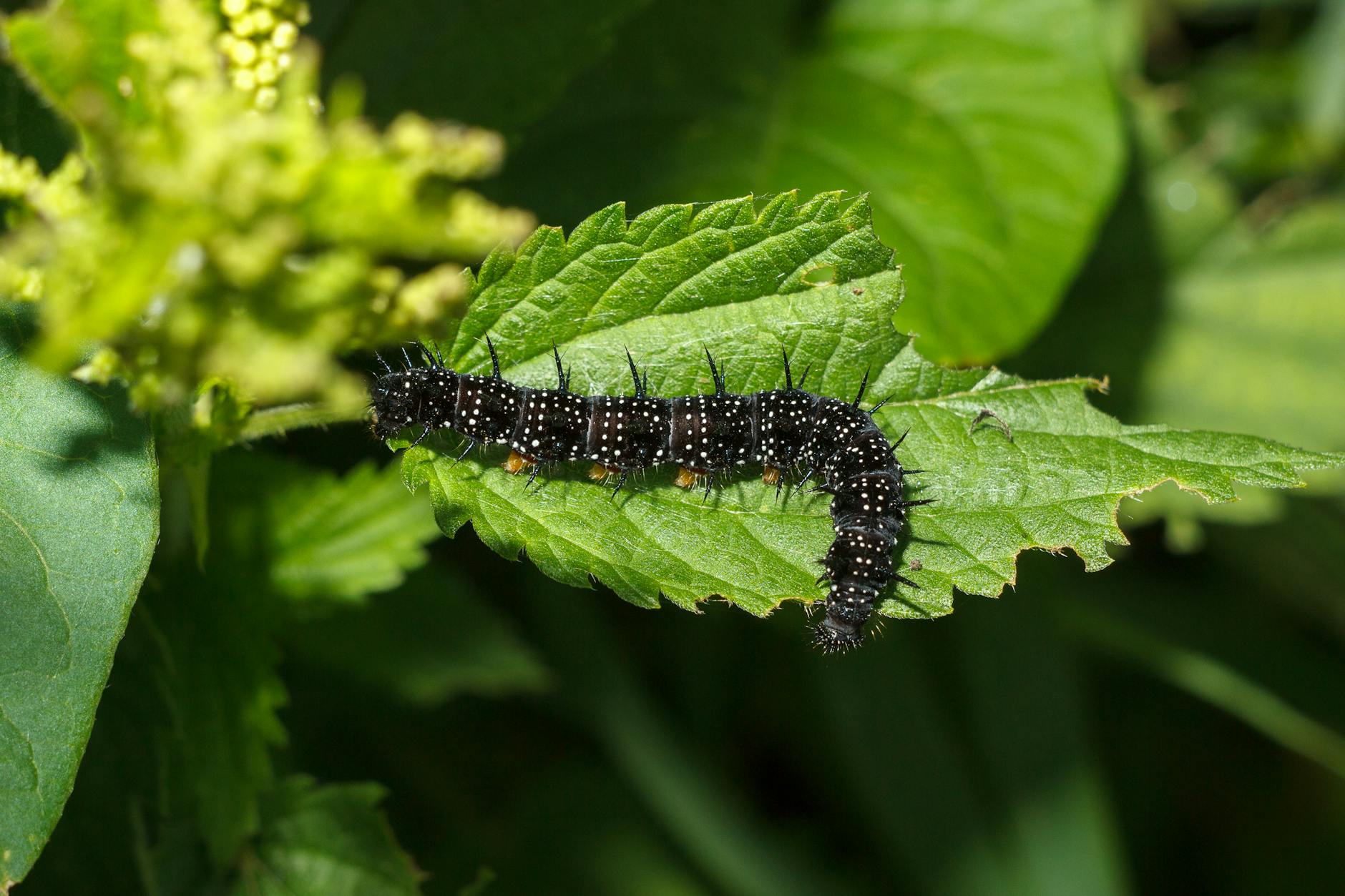 100-Year-Old Caterpillar Went From Heavy Gear to AI Darling