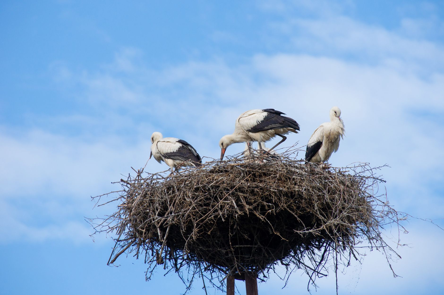 $1.2M Nest Translates Only Spending Gap in Retirement