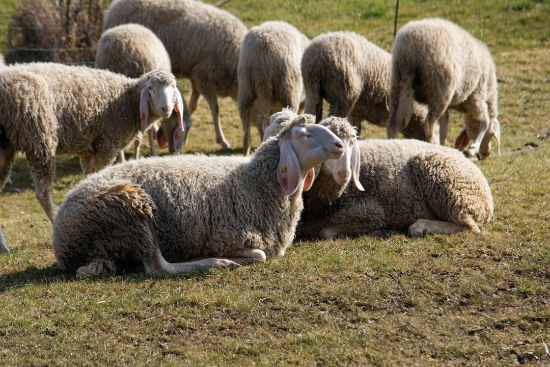 A Wolf in the Pew: Ramsey on Church Insurance Sales