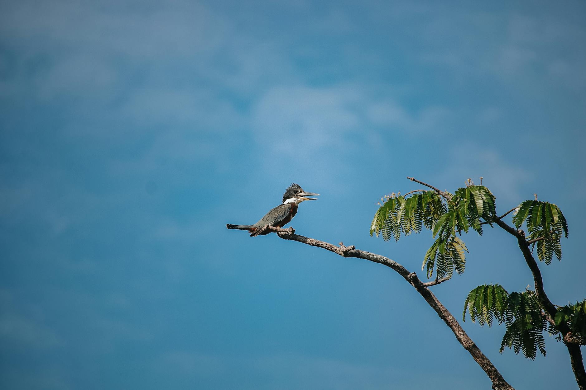 Amazon, Nvidia, SoftBank Pour Into OpenAI, Valuation Surges