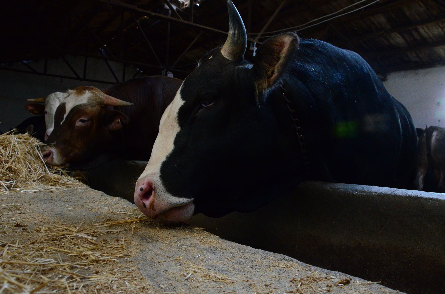 Analyst Predicts Massive Bull Rally If Peace Deal Signed