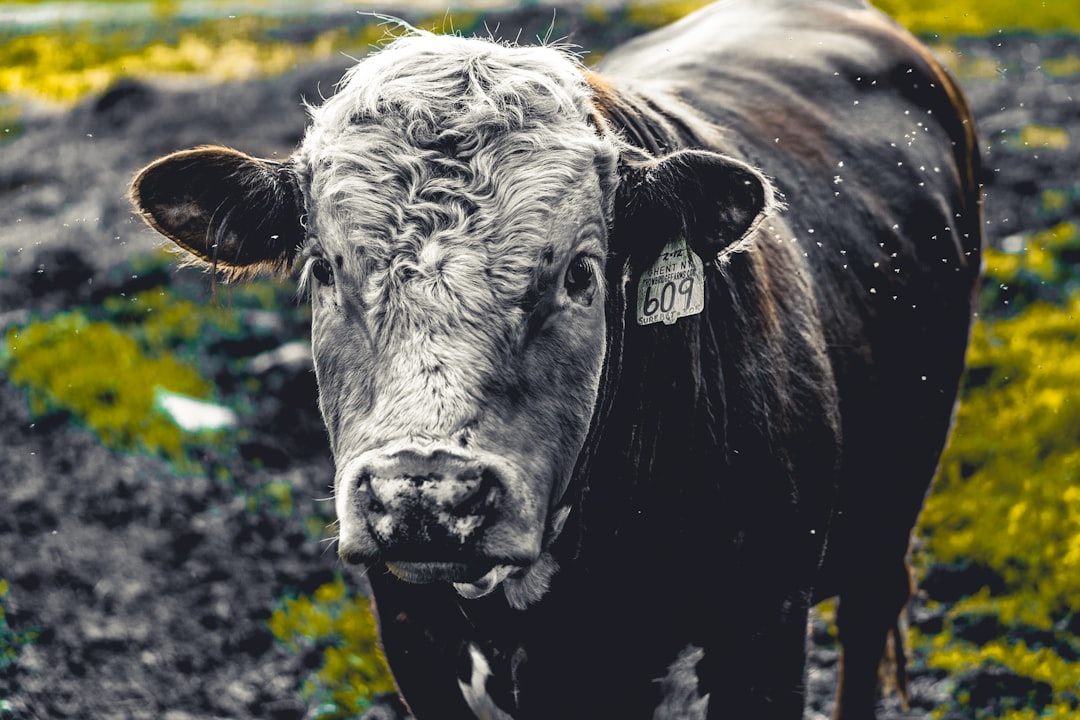 Analysts See a Massive $20K Bull Market for ETH Ahead