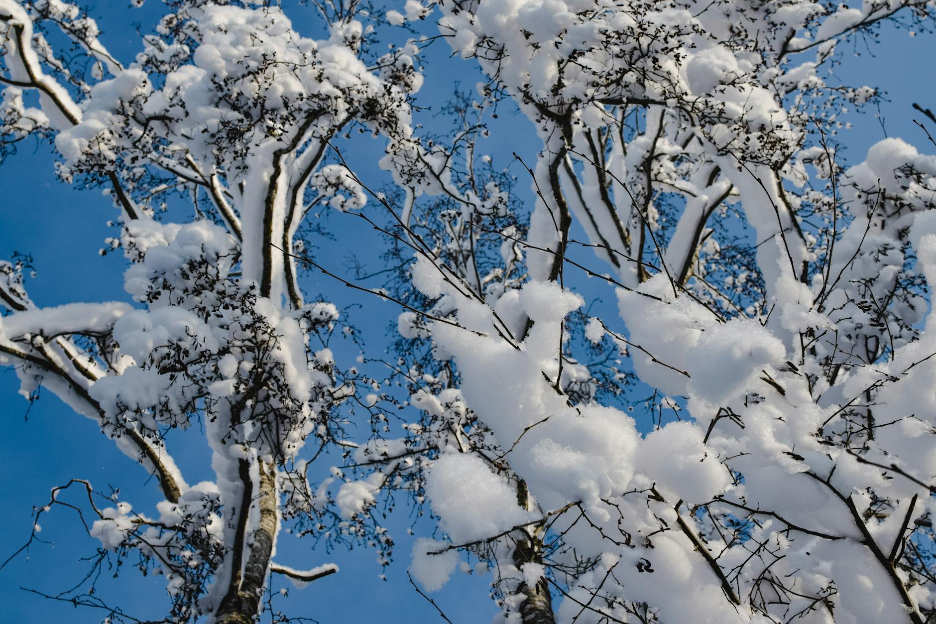 Anthropic’s Claude Overtakes ChatGPT in App Store Push