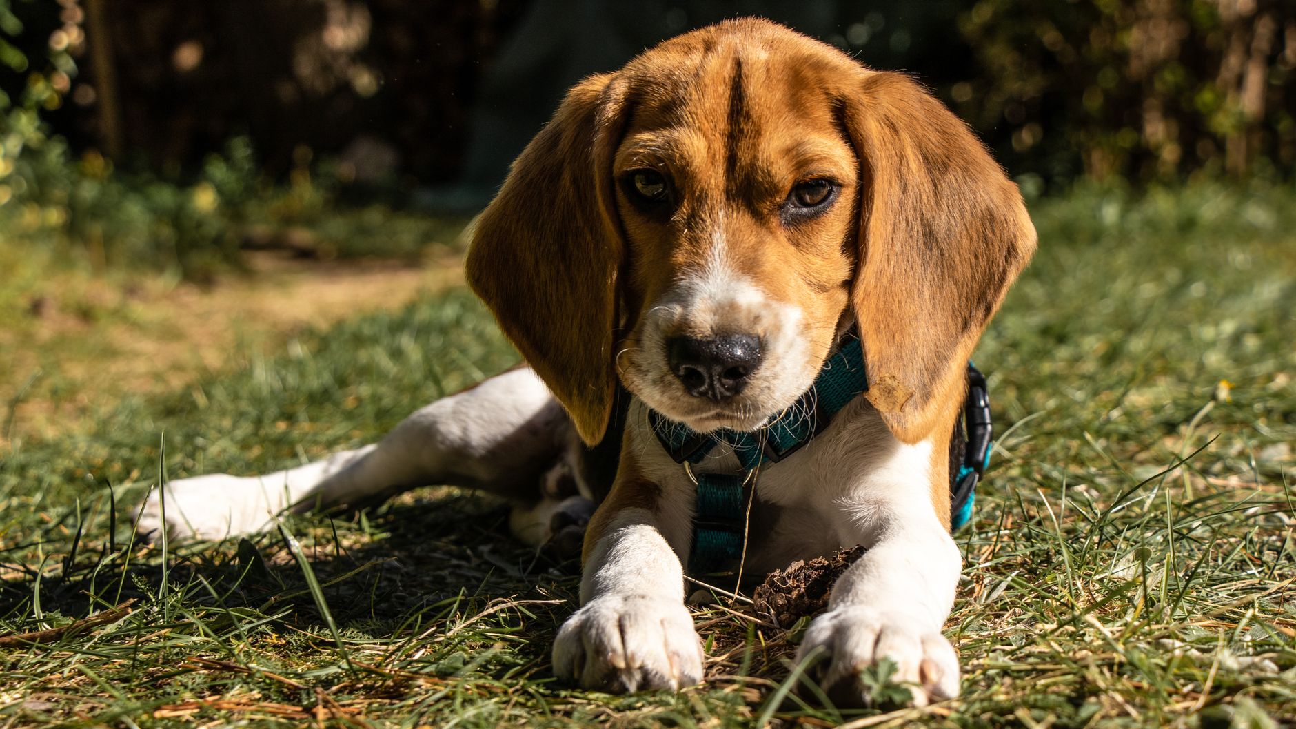Beagle Breeding Farm Shutter Triggers Rescue Shift