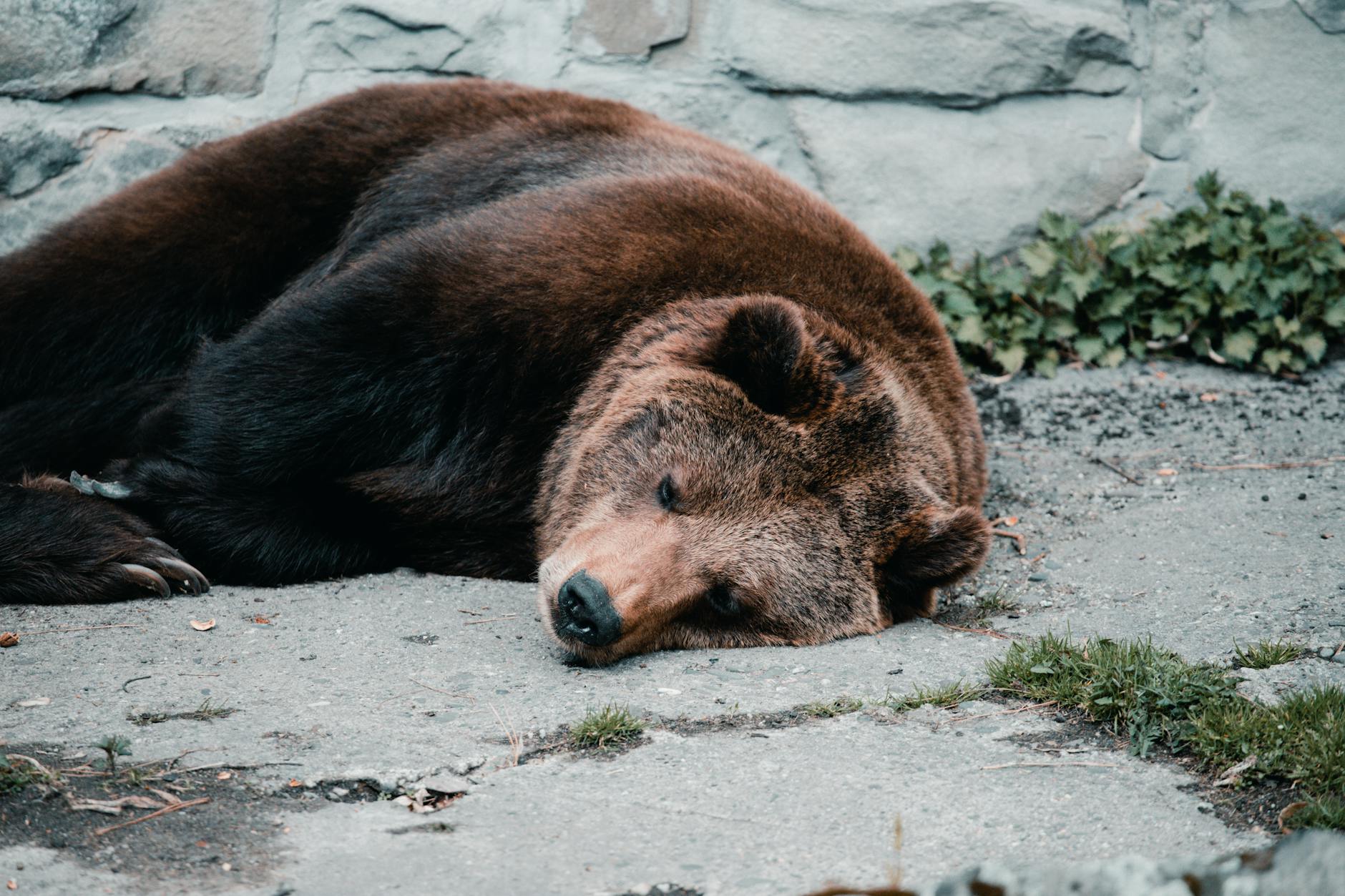 Bear Market Bottom When Bitcoin Targets New High Above 126K