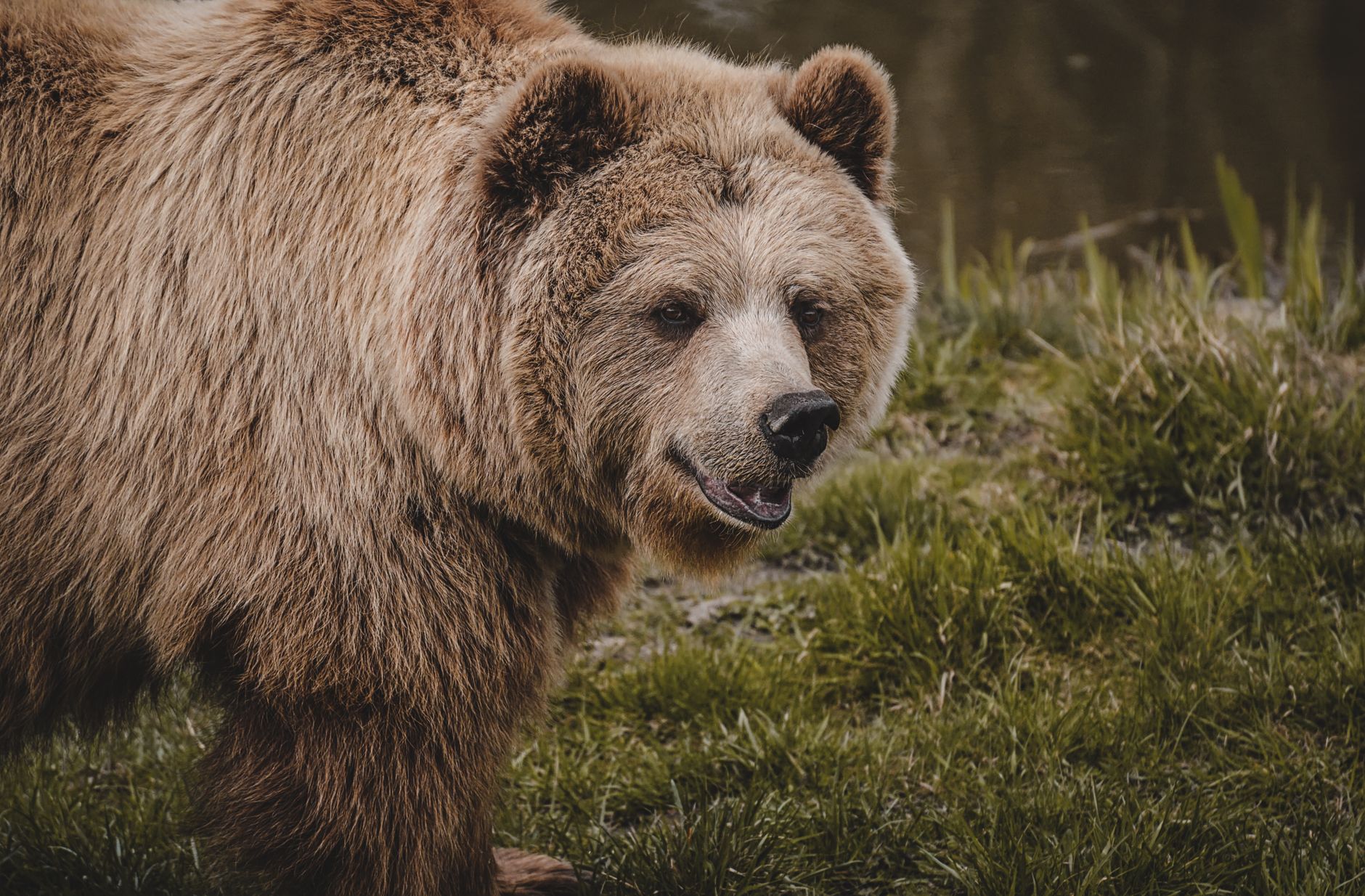 Bearishness Around Pfizer Gilead Sparks Opportunity