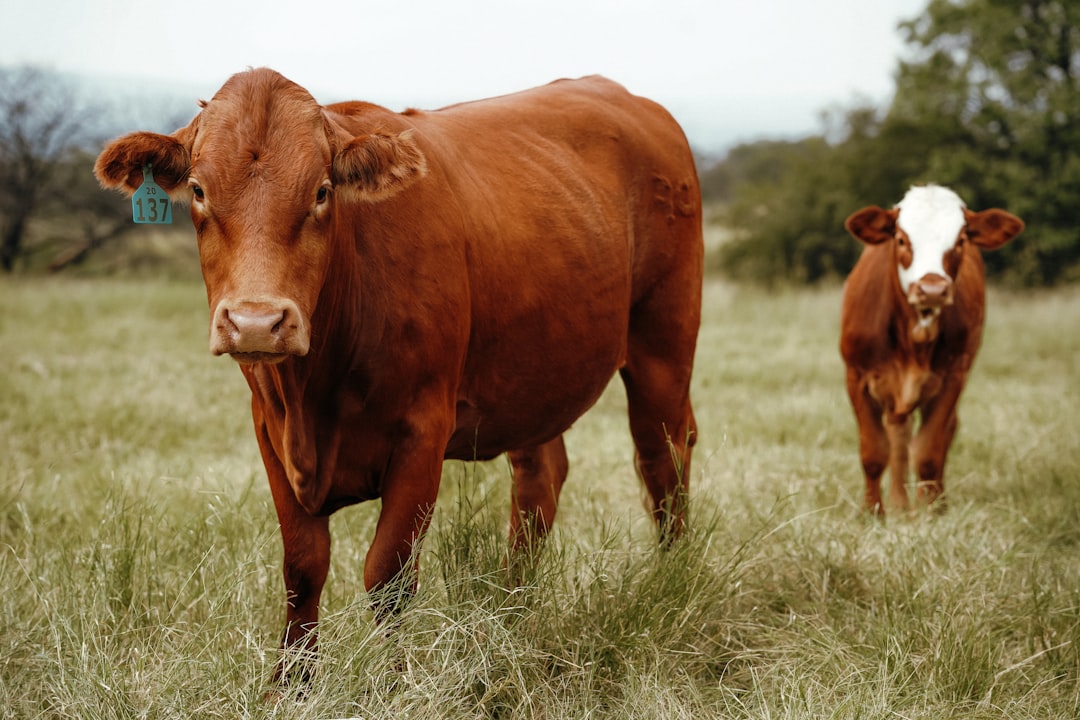Best Beef Organ Supplements 2026: Expert Tested and Reviewed