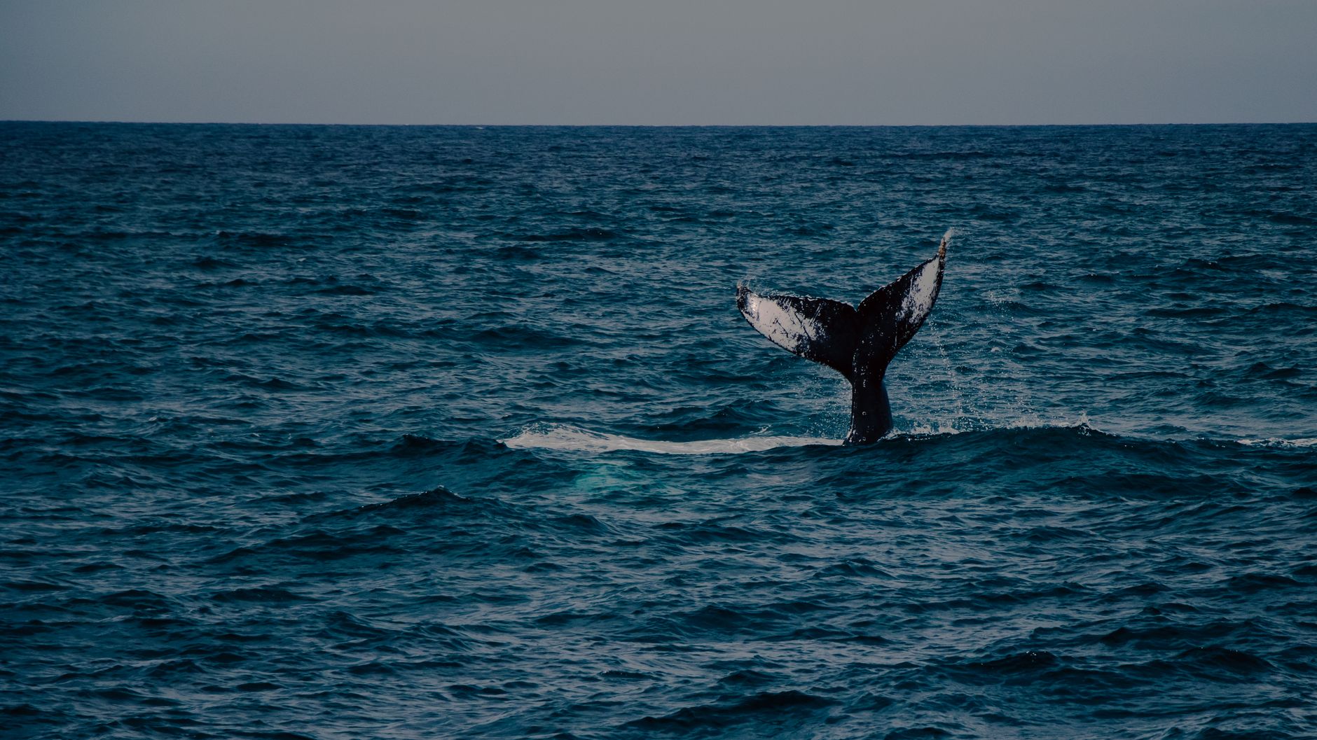 Bitcoin Whale From 2018 Awakens, Moves $188M Transfer