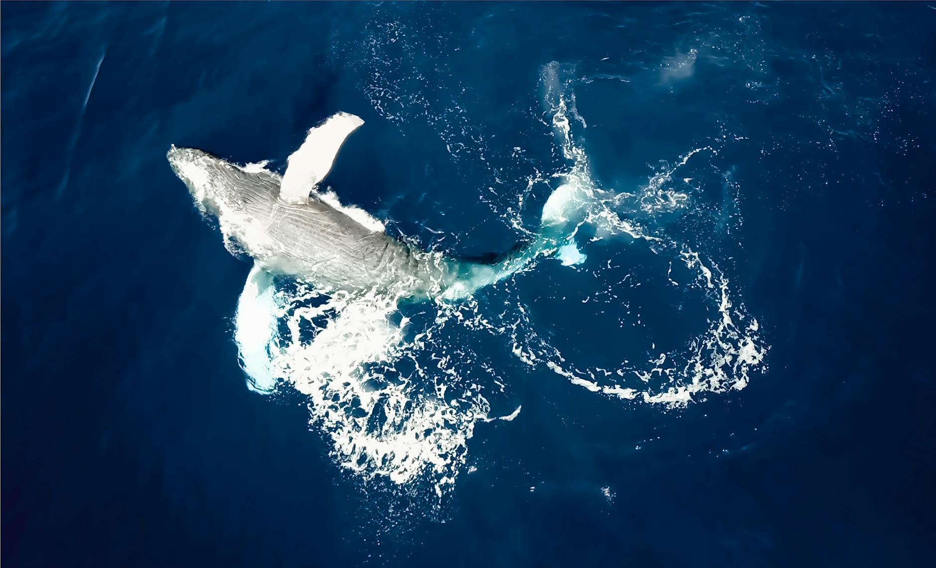 Bitcoin Whales Have Stacked: Is a Bottom Near?