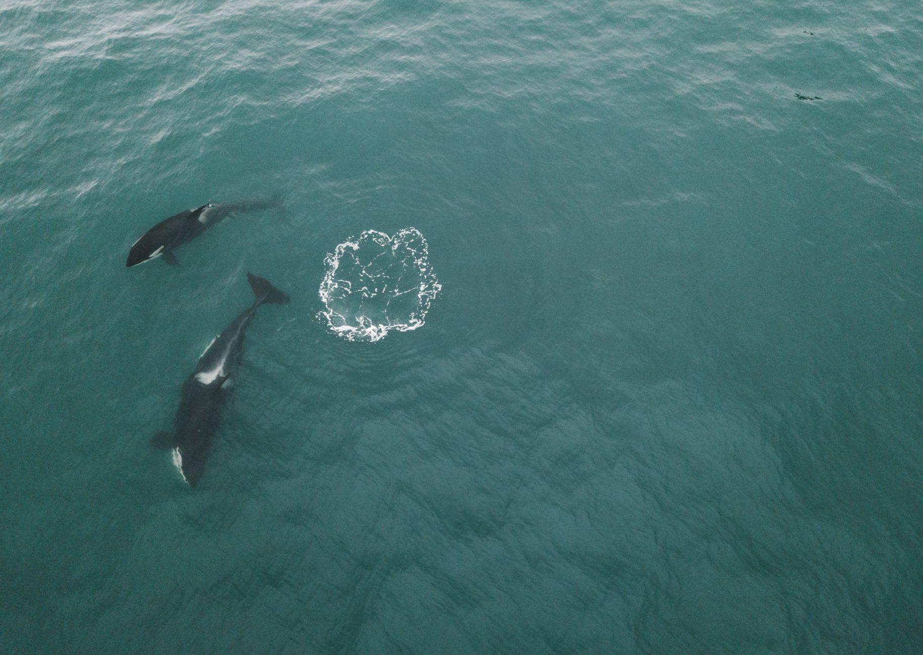 Cardano Whales Planning Move: ADA Path Sparks Debate