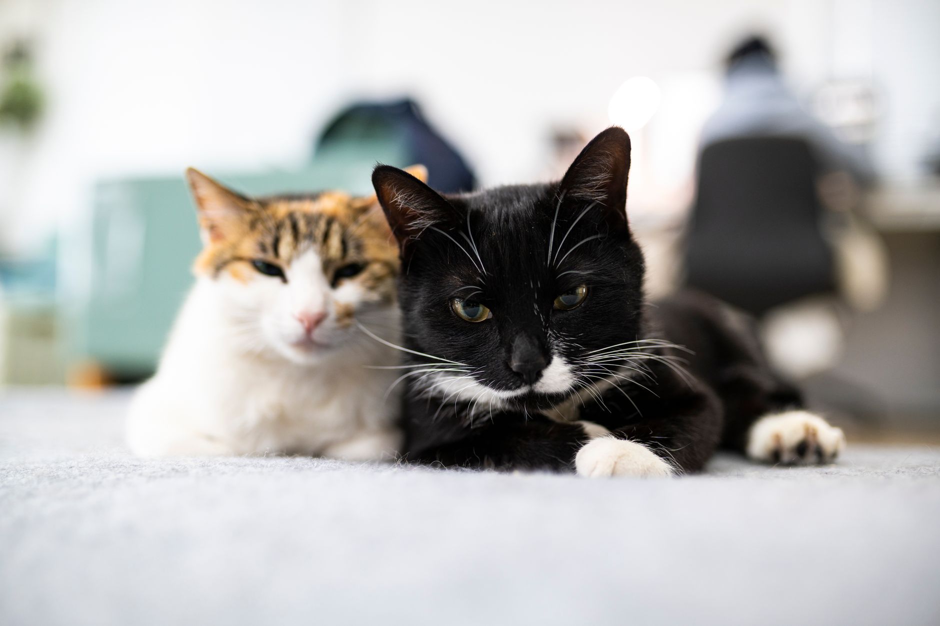 Cashcat Turns Million: The Best Meme Coin Rise of 2026