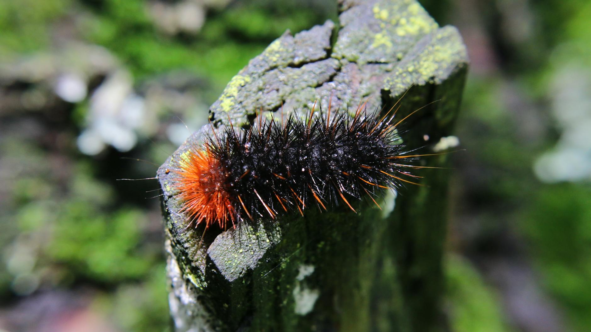 Caterpillar, Honeywell, Chevron Lead Dow Rally in 2026