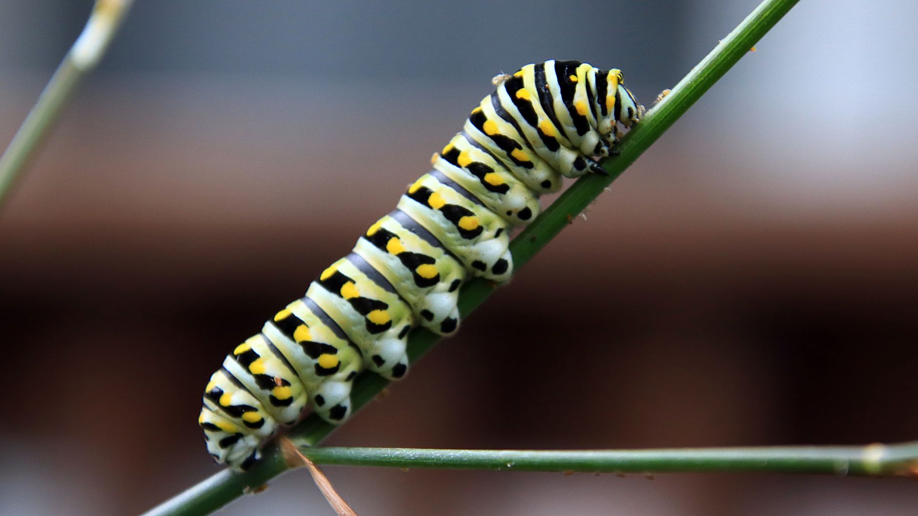 Caterpillar Walmart: Which Transforming Icon Wins Today