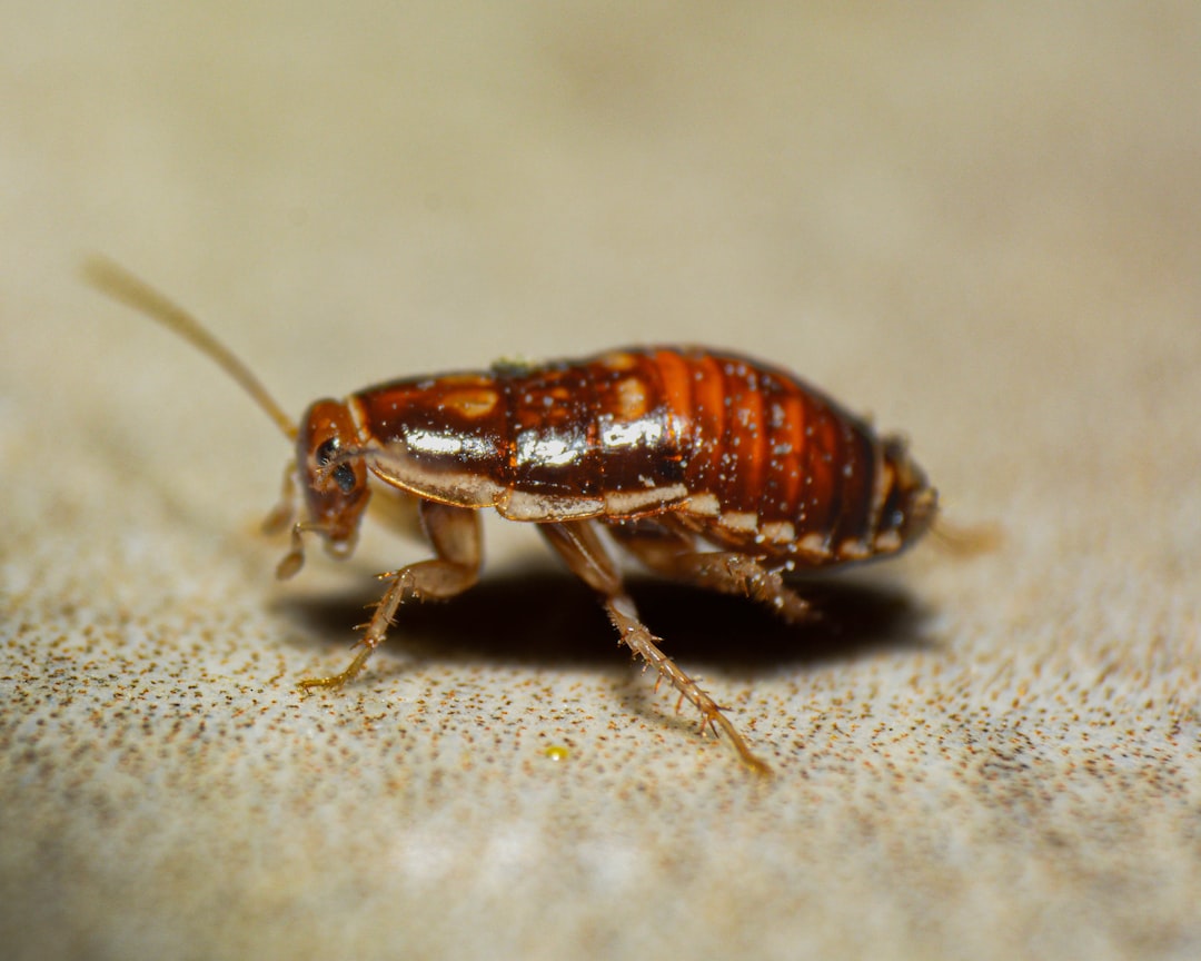 Cockroach Portfolio: This 5-ETF Strategy for 2026 Markets