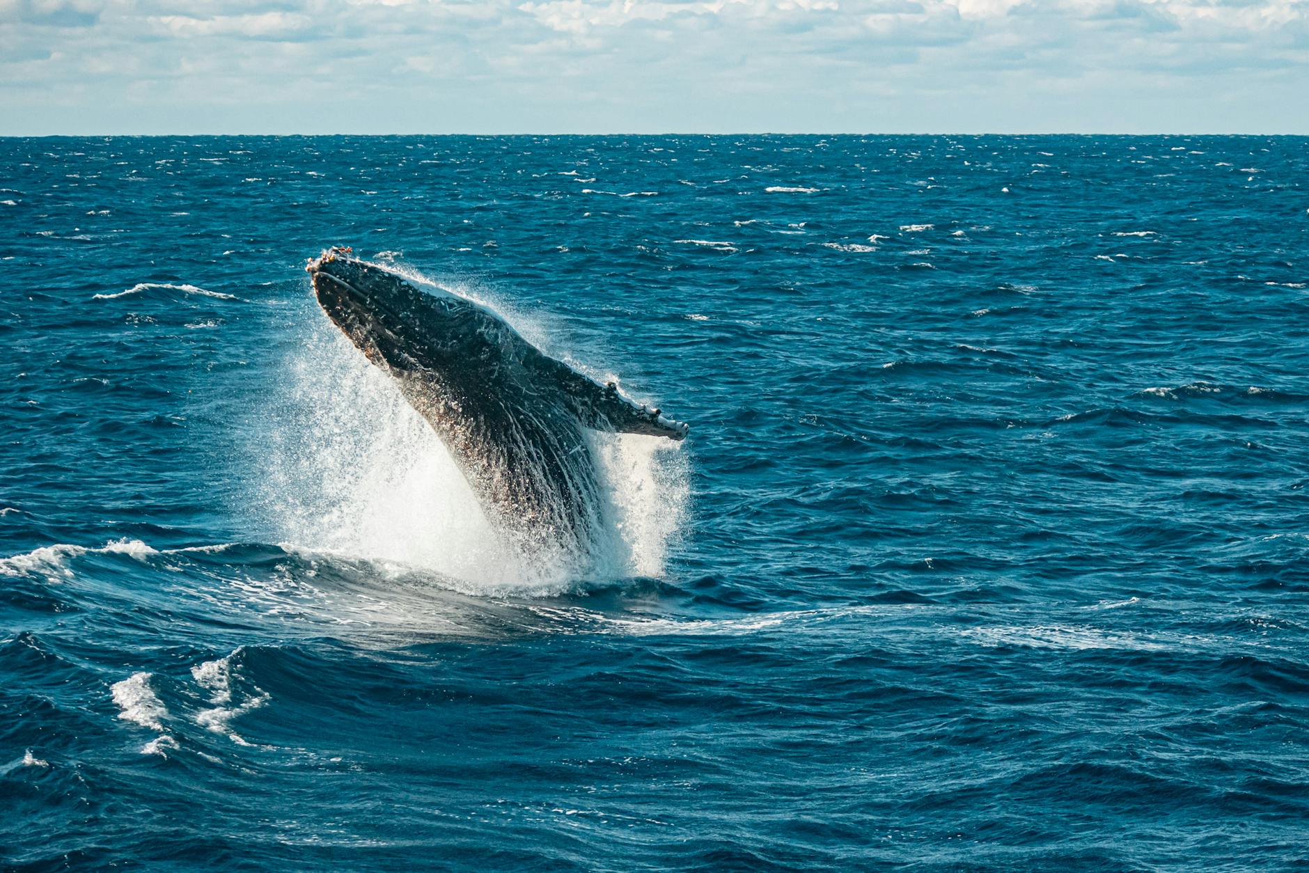 Crypto Whale Sues Coinbase Over Alleged Stolen DAI Return