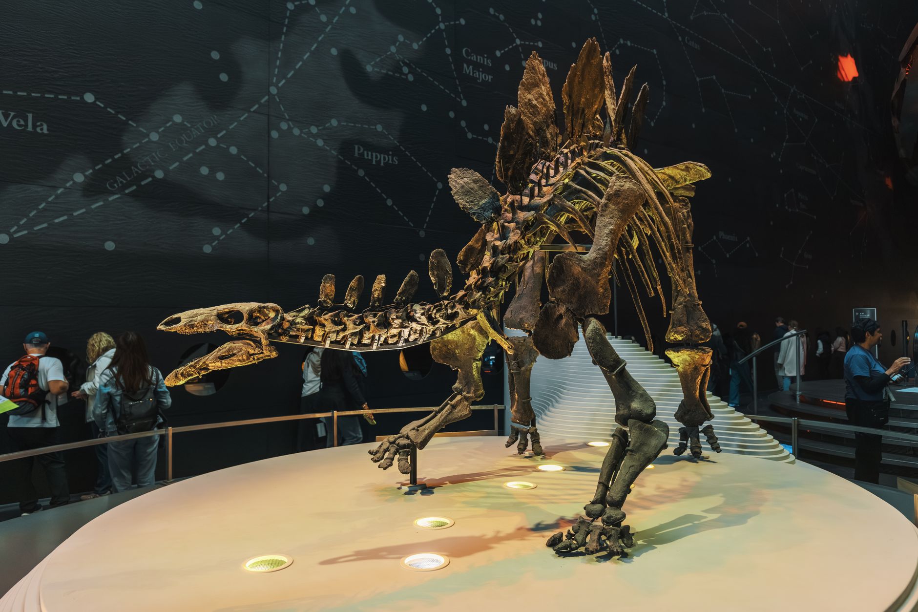 Dinosaur Bones Market Roars as T-Rex Gus Sells for $50.1M