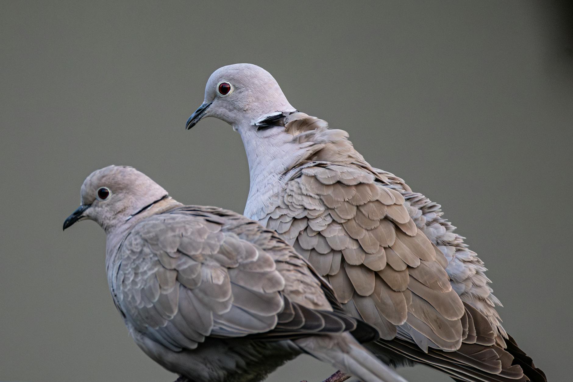 Divided Fed: Doves Likely to Push for Rate Cuts This Week