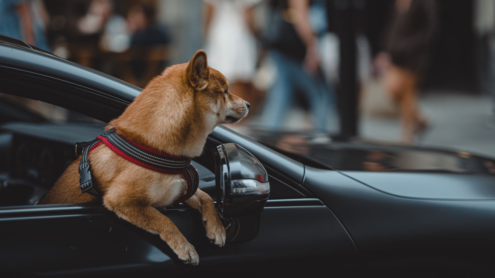 Dogecoin Could Verge Toward Parabolic Move, Analysts Say