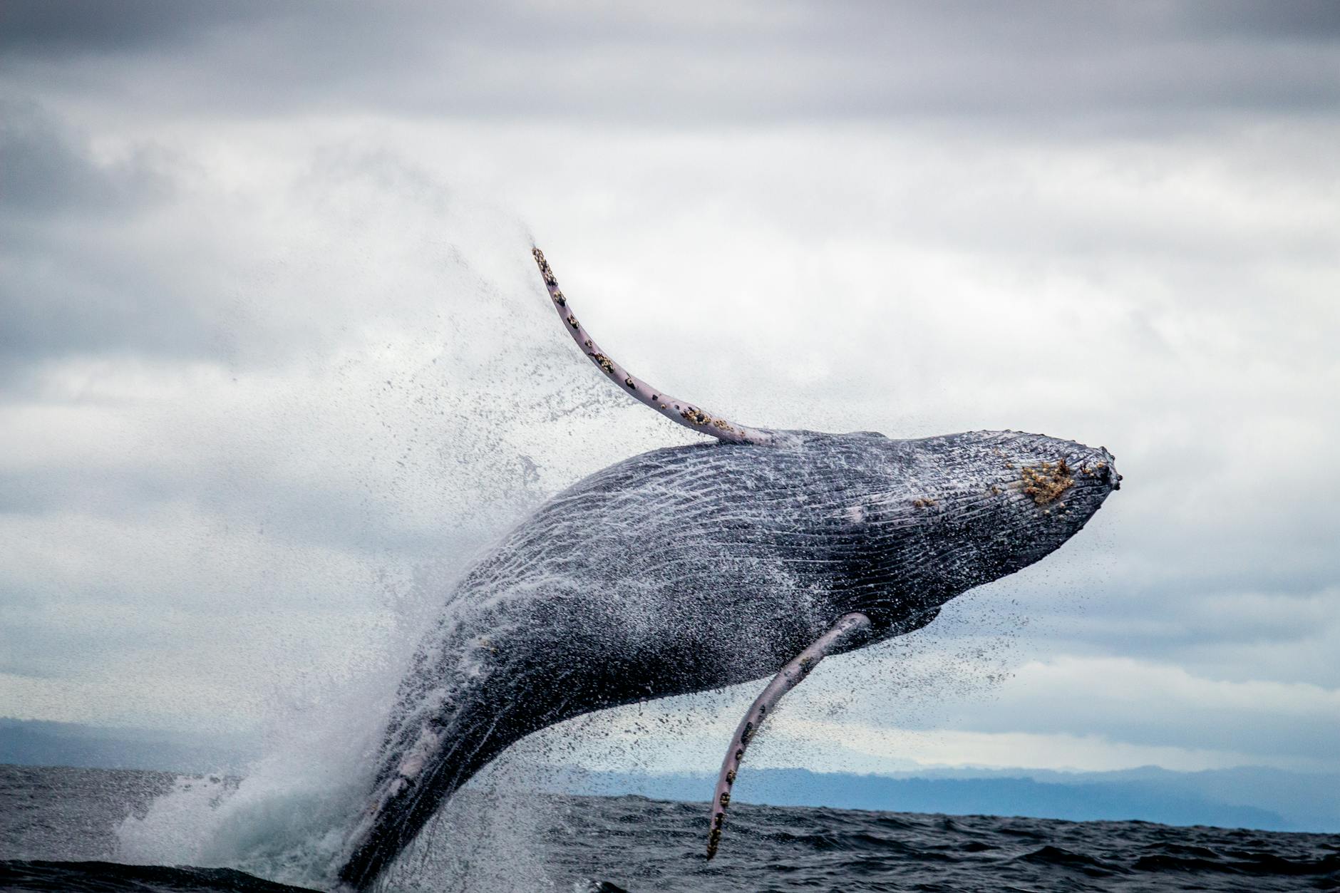 Dogecoin Whales Just Accumulated $18 Million in 96 Hours