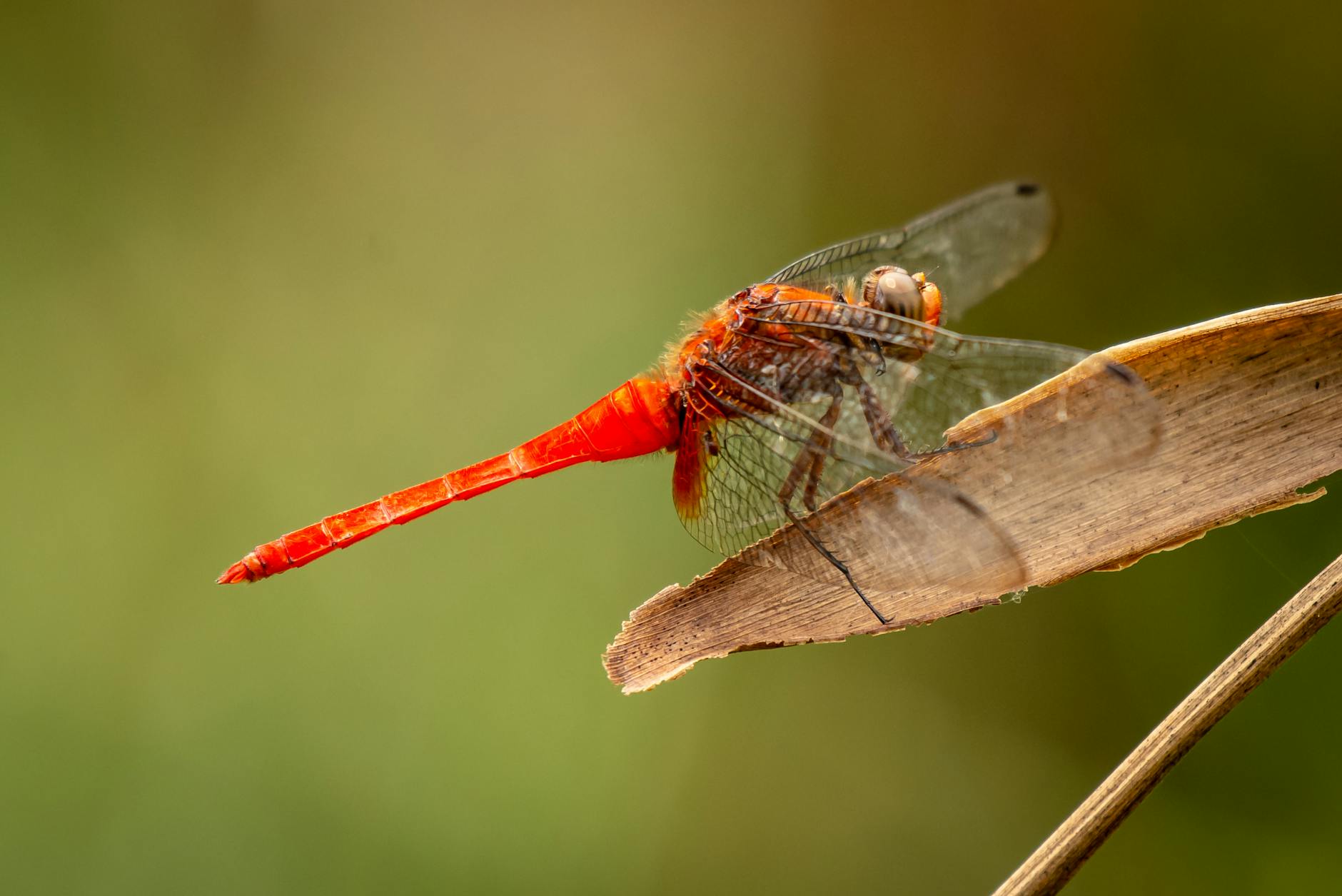 Dragonfly Capital Launches $650M Crypto Fund Amid Turmoil