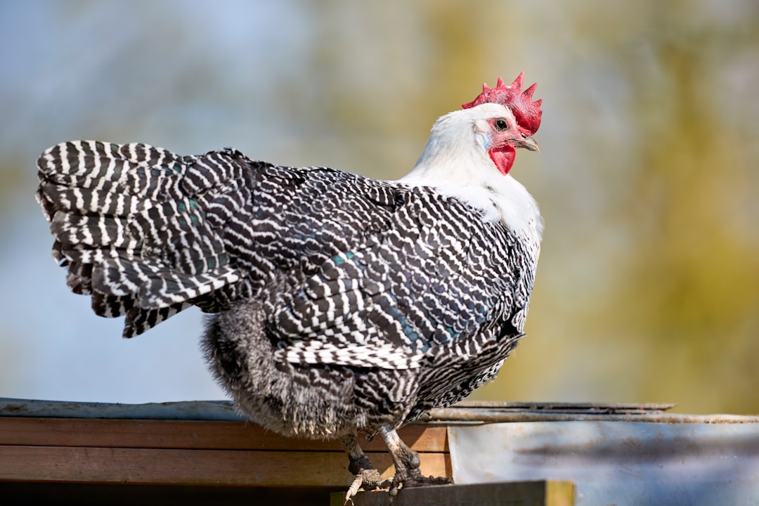 Egg Prices Plunge as Avian Impact Eases Across Markets