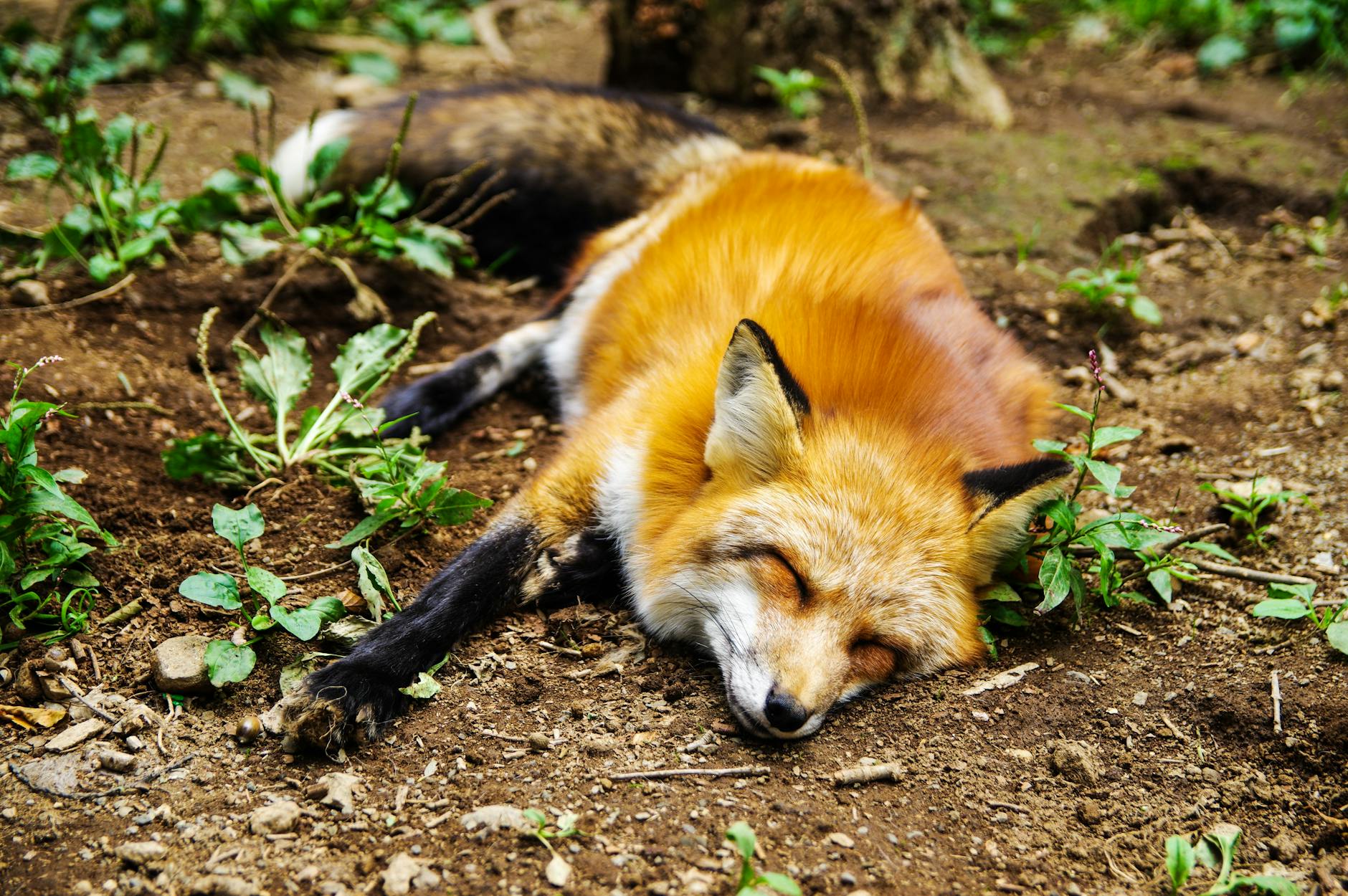 Firefox Finds Year Patches with Mythos AI Push Security