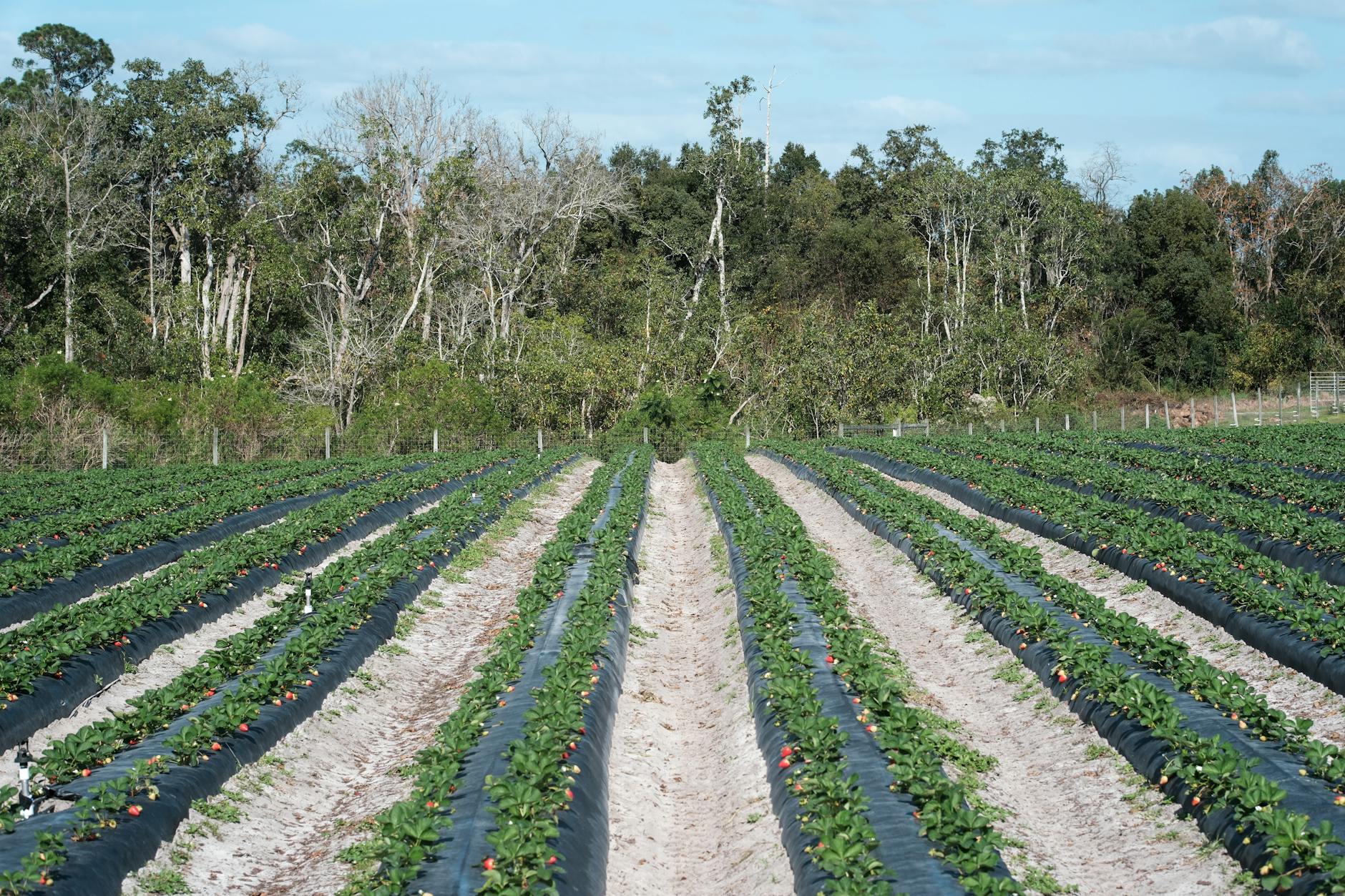 Florida Farmers Struggle to Adapt Amid Citrus Crisis