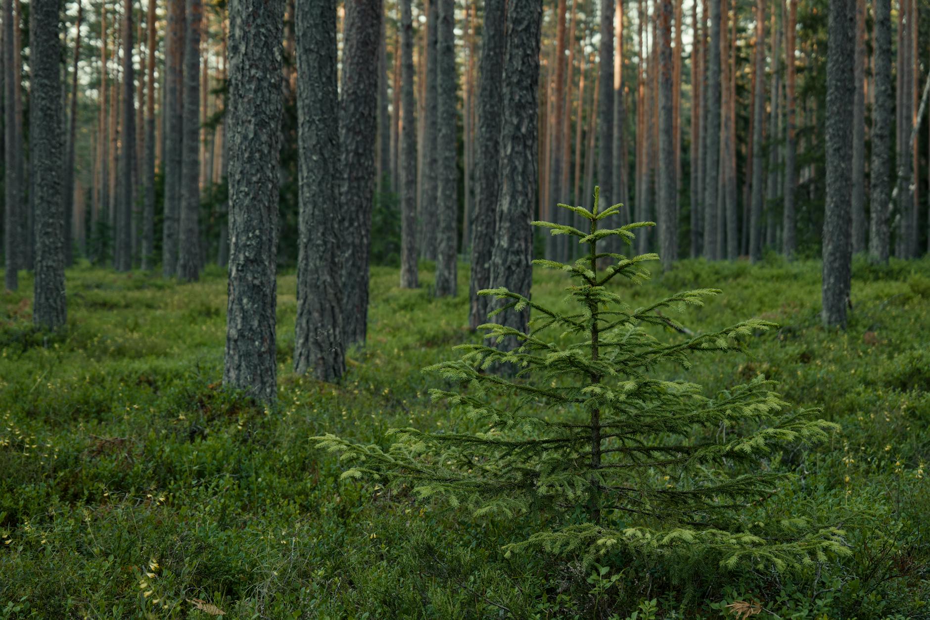 Forest ‘Bathing’ Breaks Cut Stress, Lift Workplace Finances