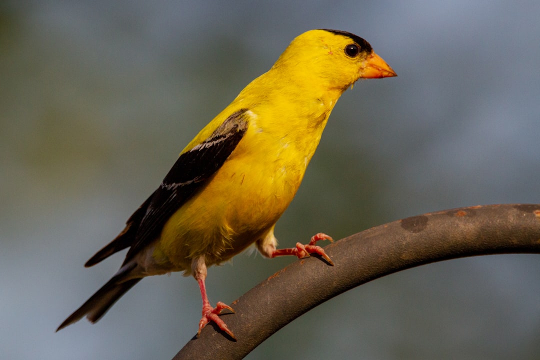 Goldfinch Wind-Down Raises Hard Questions for DeFi RWA