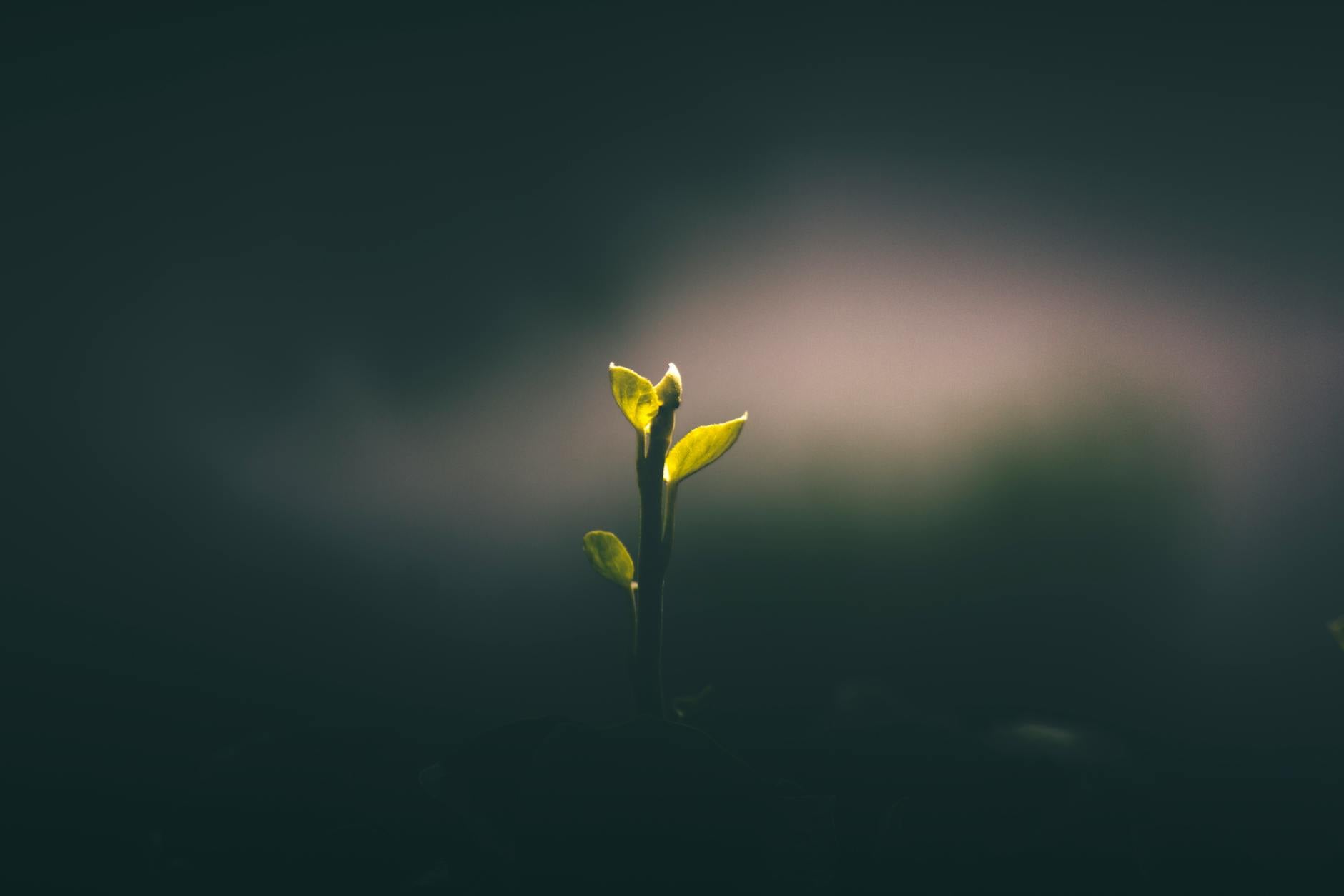 Growth Starts with Risk: A New Playbook for Lending Leaders