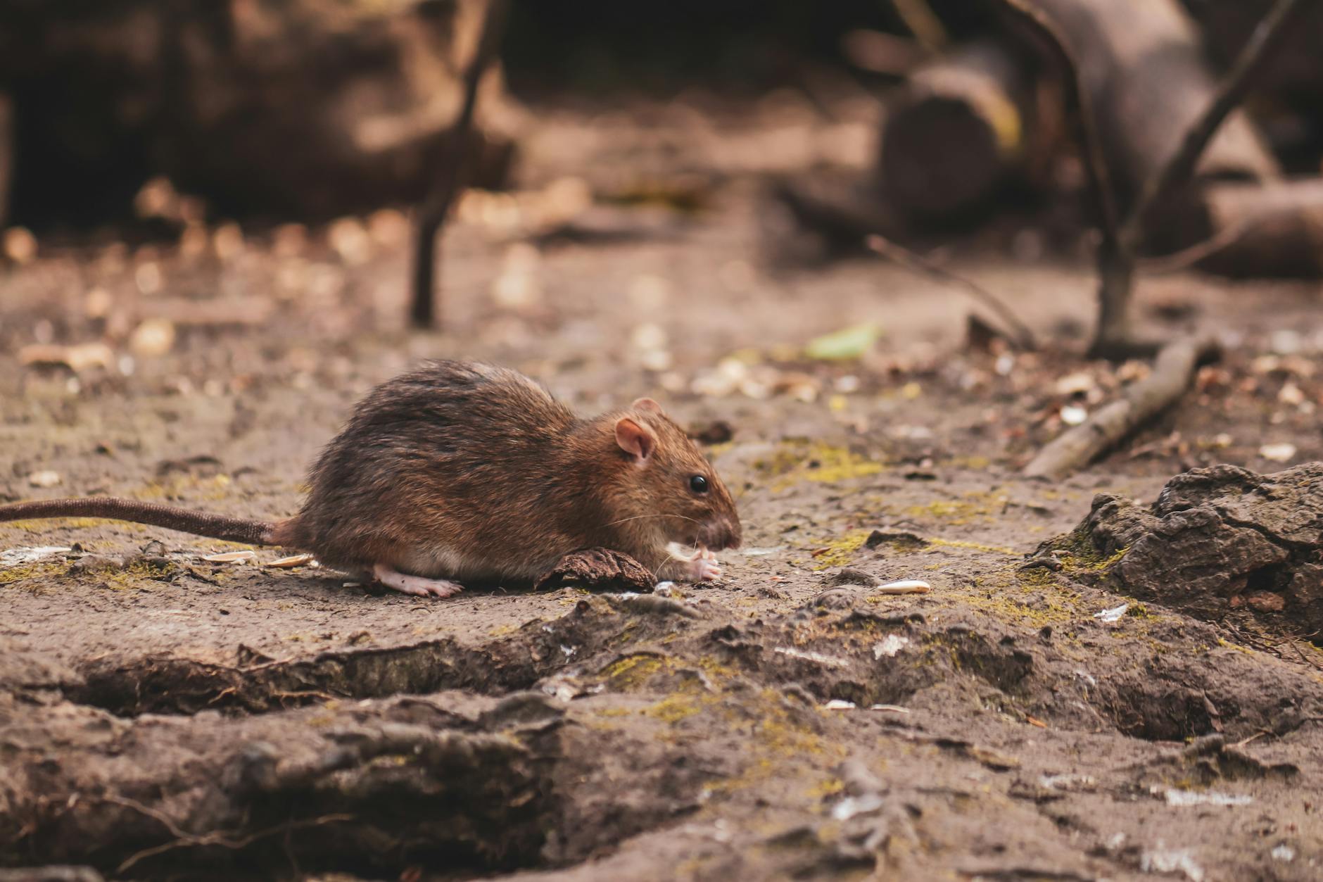 Hantavirus Outbreak Unfolds, Missing CDC Faces Criticism