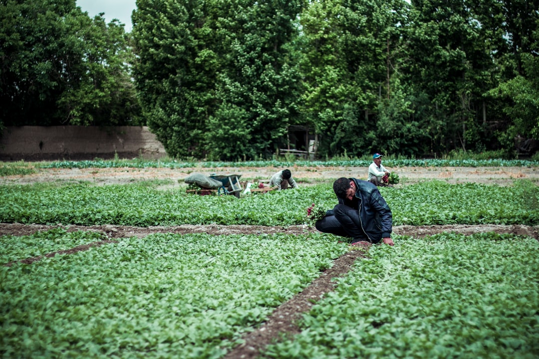 Iran Reviving Remote Work Sparks Global Labor Rebalancing