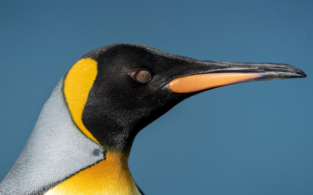 King Penguins Rare Species Rally as Climate Shifts Breeding