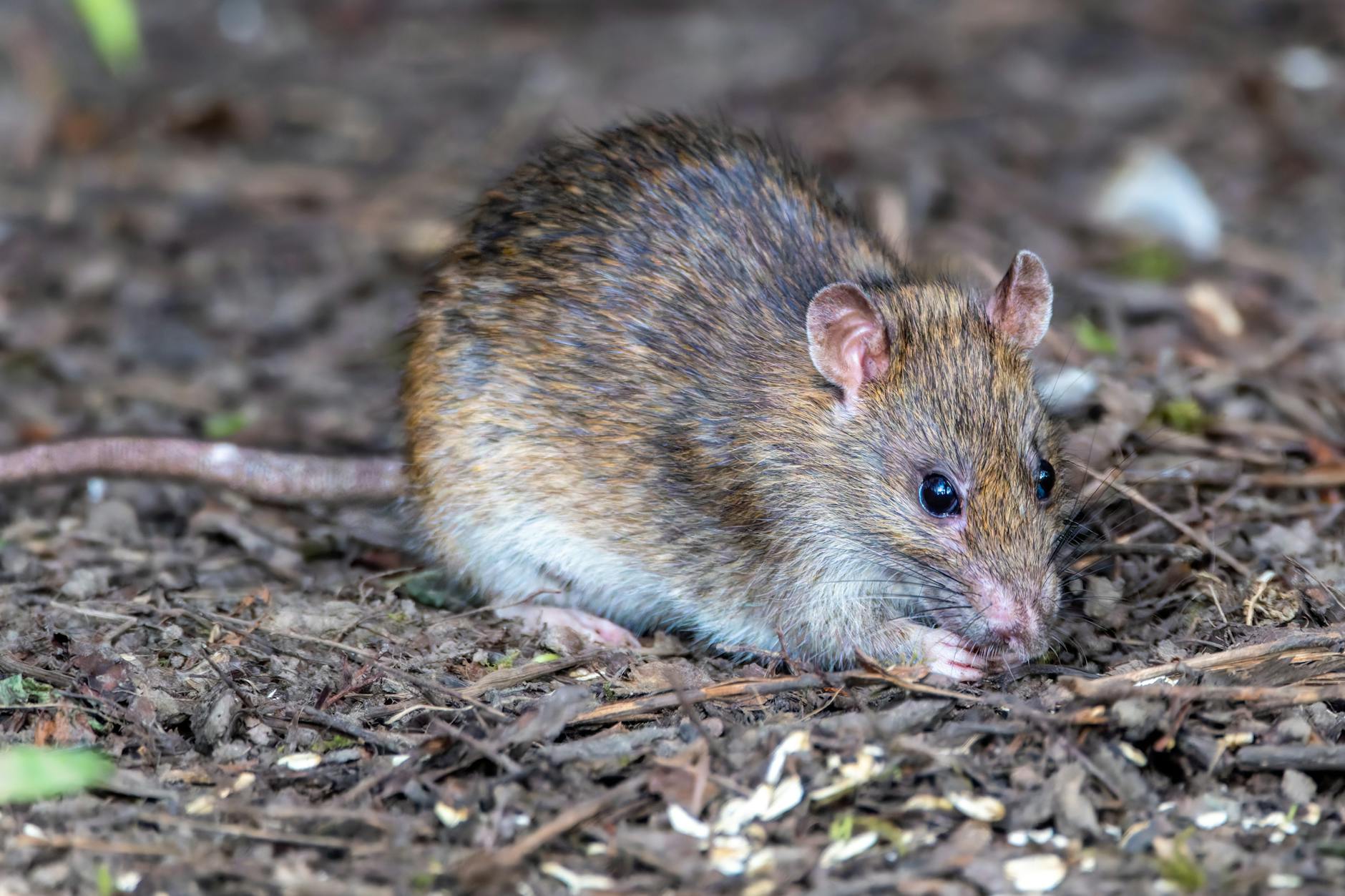 Latest Details Hantavirus Monitoring Roils Travel Stocks