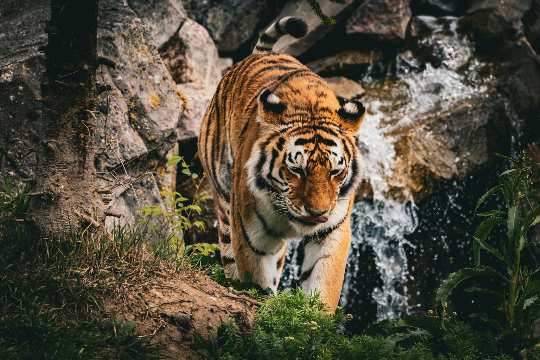 Markets React as Tigers Died Thai Zoos Shake Tourism