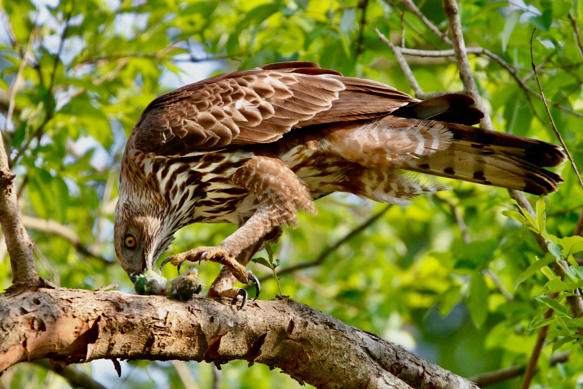 Markets React as Violent Pakistan Protests Kill Dozens