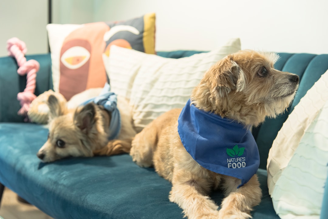 Meet Hospital Dogs Making Kids Smile Across Hospitals